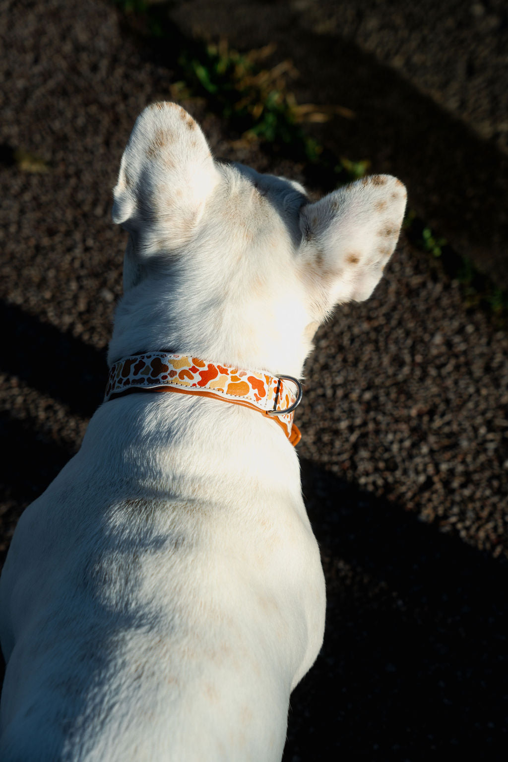 Collier - Sunny